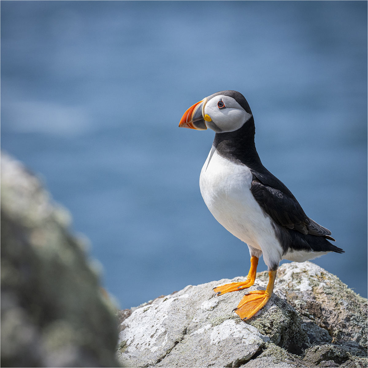 Puffin © Kevin Morgan Puffin