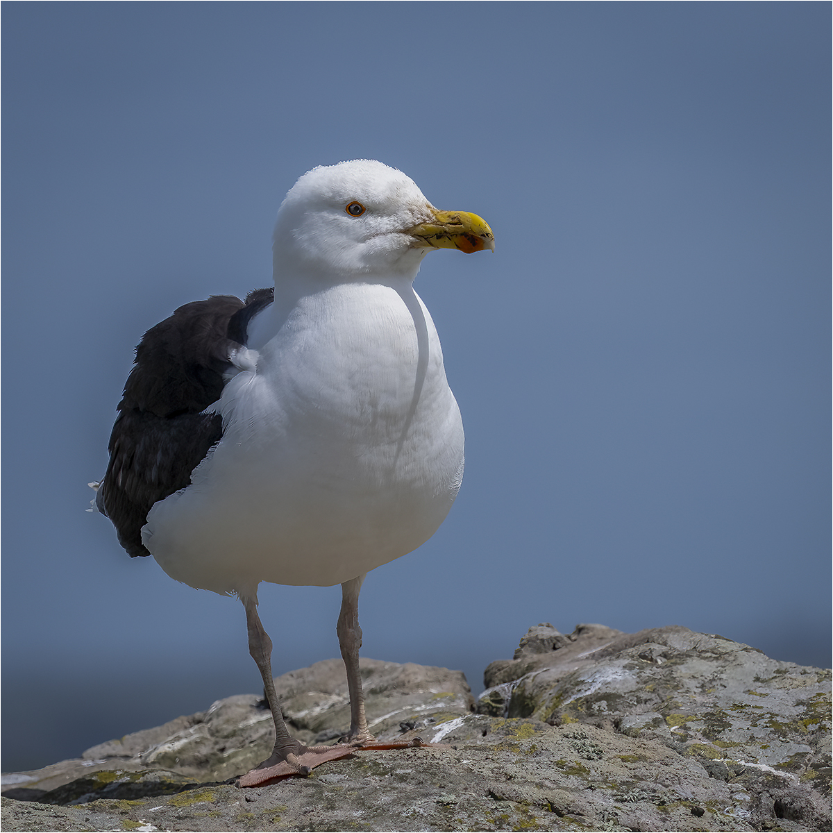 Greater Black-backed Gull © Kevin Morgan Greater Black-backed Gull