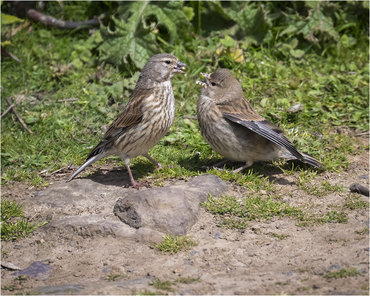 Female Linnet Feeding Young © Kevin Morgan Female Linnet Feeding Young