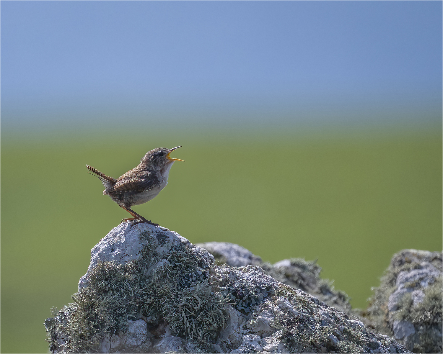 Vocal Wren © Kevin Morgan Vocal Wren