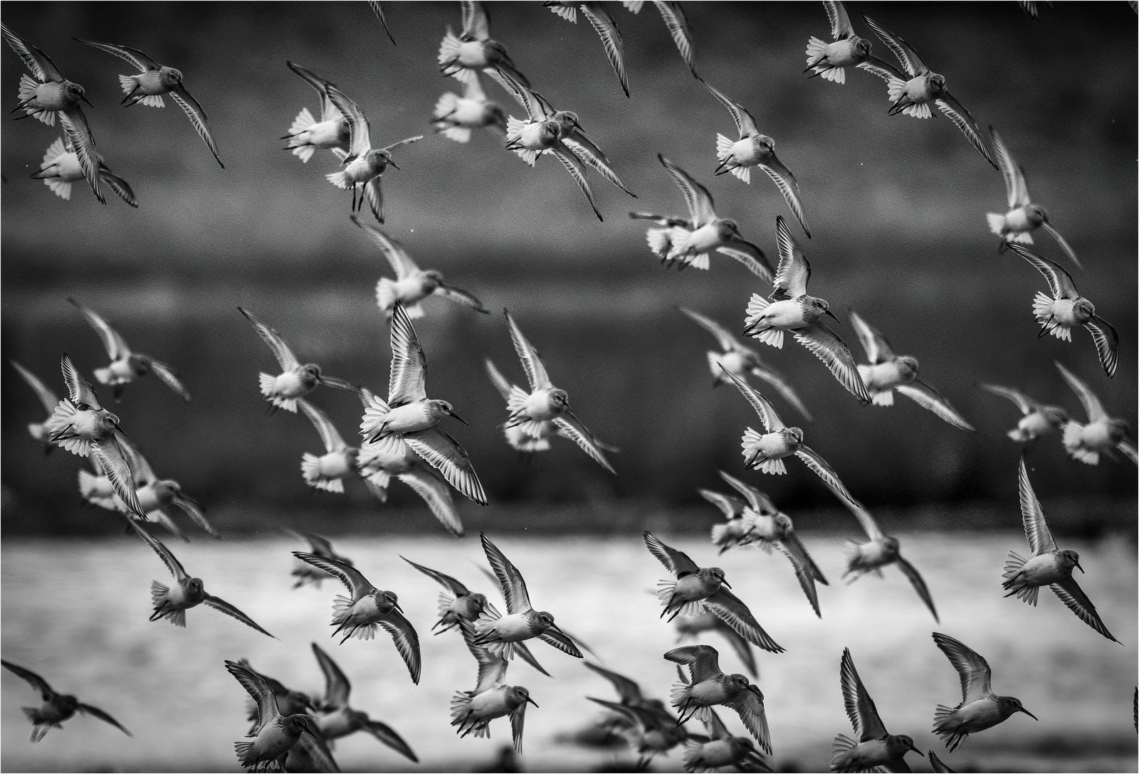 Dunlin Fly-by (© Nigel Goode) Dunlin Fly-by (© Nigel Goode)