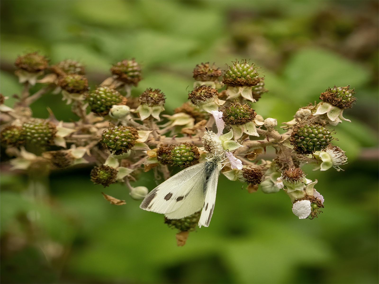 Small White (© Sue Anslow) Small White