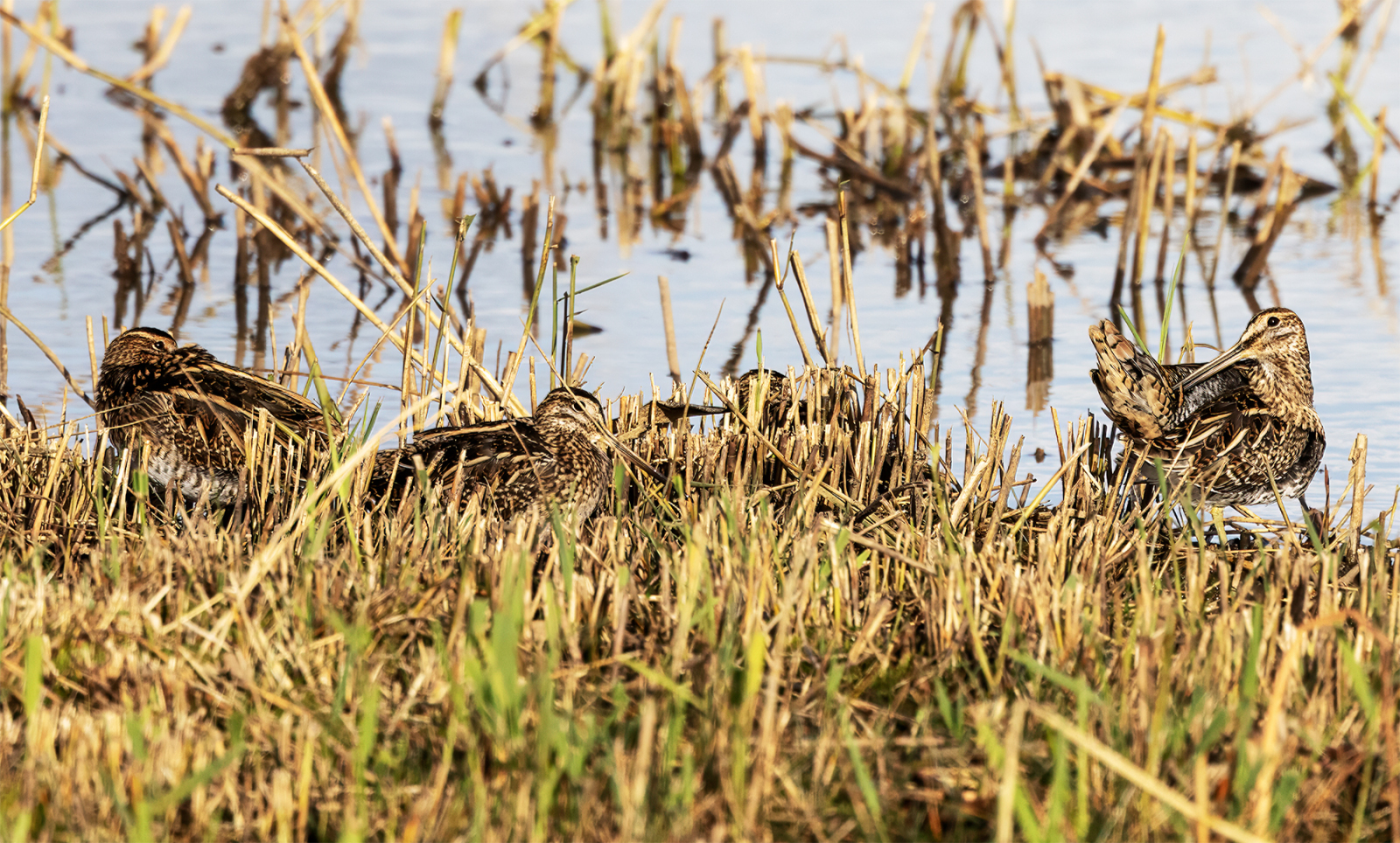 4 Beautifully Camouflaged Snipe (copyright Kevin Doyle LIPF LSINWP) 4 Beautifully Camouflaged Snipe