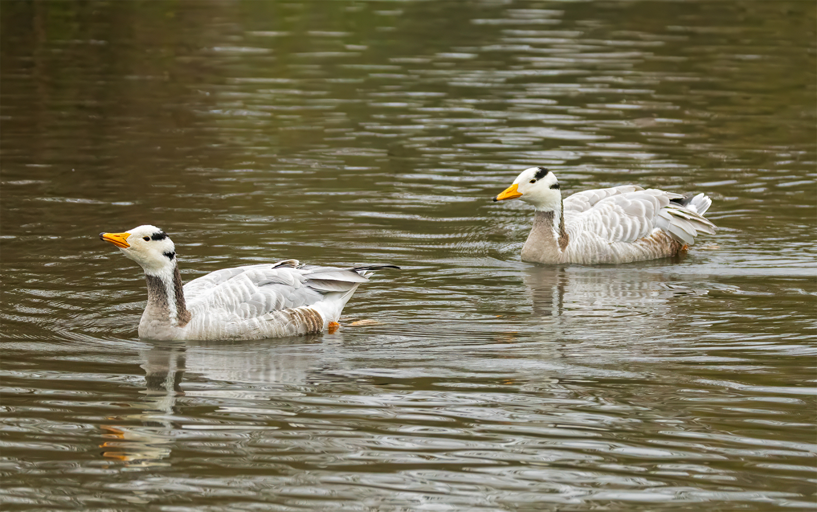 Bar-headed Geese (© Kevin Doyle) Bar-headed Geese (© Kevin Doyle)