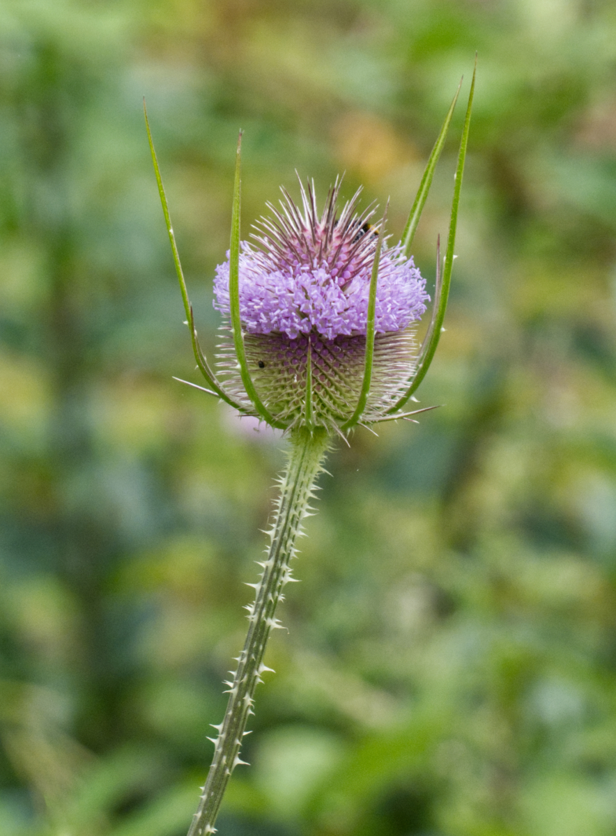 Teasel (© Jill Young) Teasel