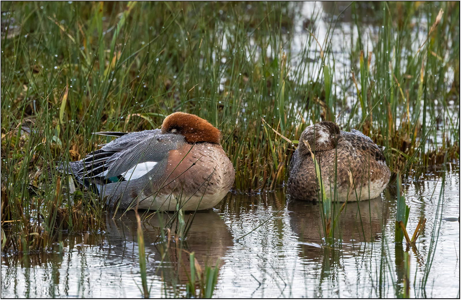 Wigeon Hunkered Down (© Kevin Doyle) Wigeon Hunkered Down (© Kevin Doyle)