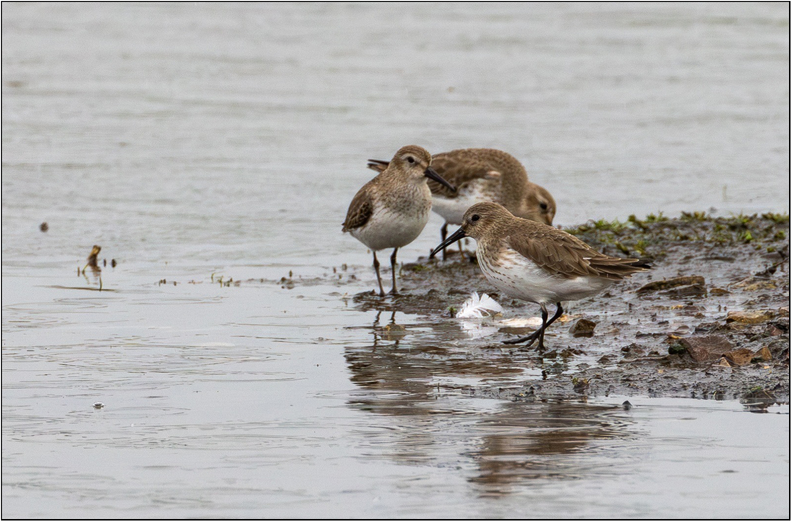 Dunlin (© Tracy Onions) Dunlin (© Tracy Onions)